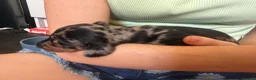 Miniature Dachshund dogs for sale: 7 gorgeous  dapple & isabella grey mini dachsunds  - Advert 14