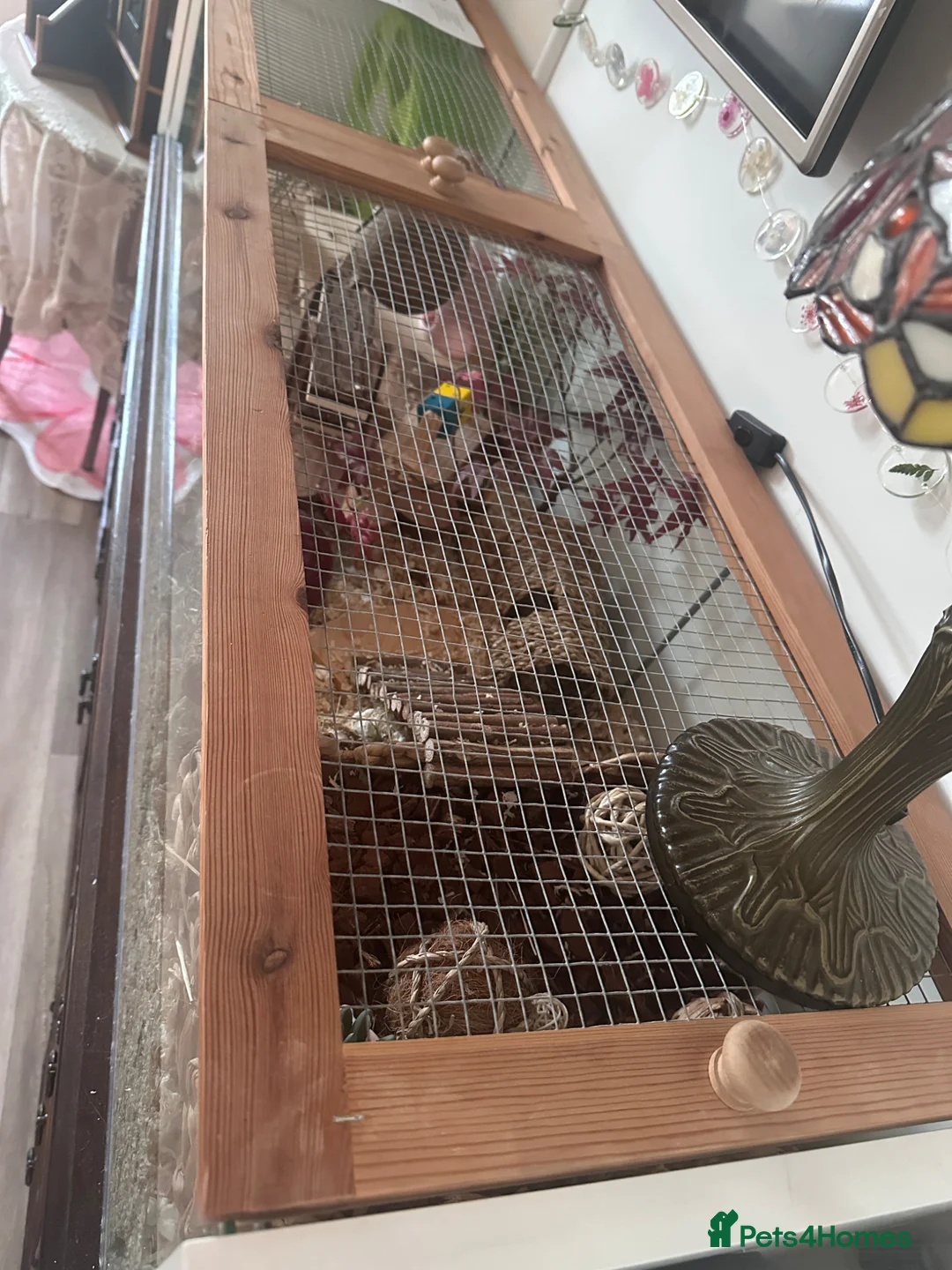 Hamster rodents for sale: Hamster and full set up  - Advert 2