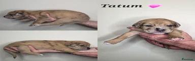 Tatum