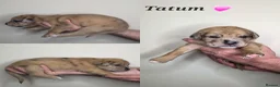 Mixed Breed dogs for sale: Great Dane  ** tiffs in Ellon - Advert 8
