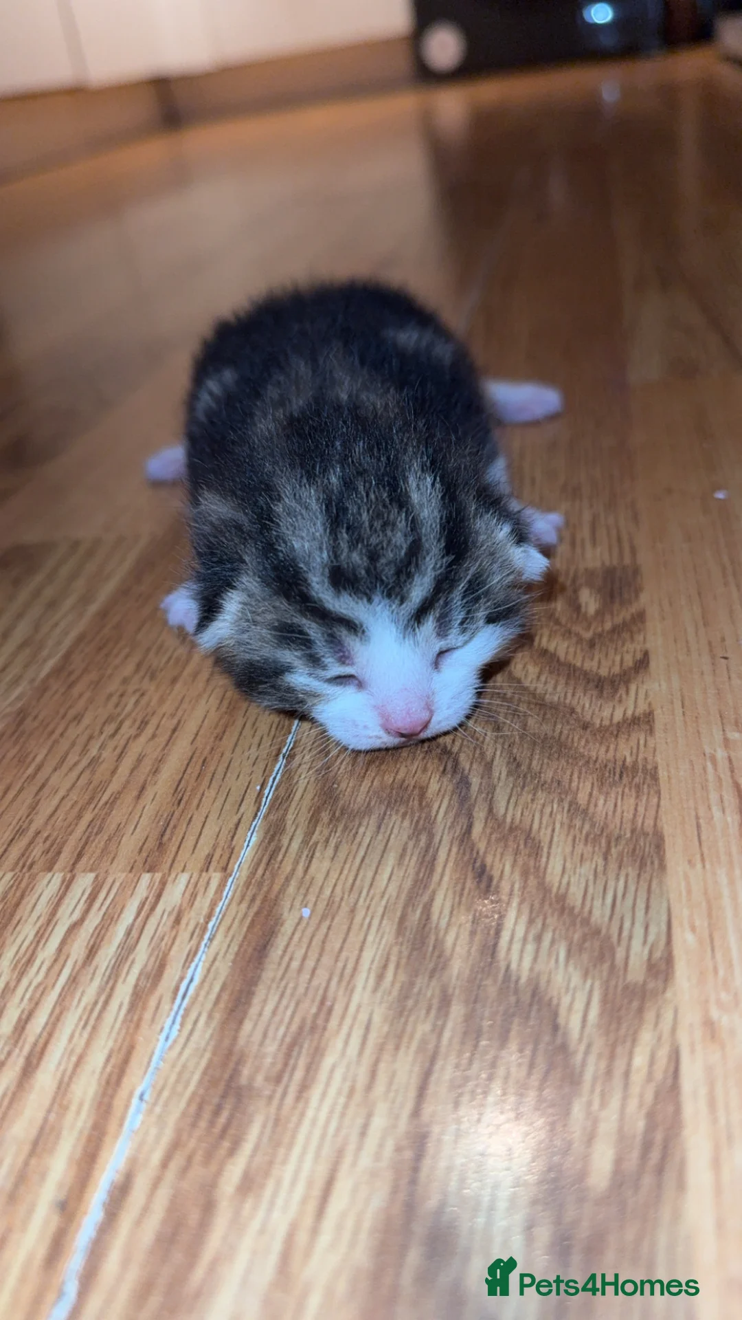 British Longhair cats for sale: 3 kittens 2 boys 1 girl  - Advert 2