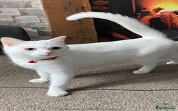 Maine Coon cats for sale: 2 Beautiful Kittens - Image 3