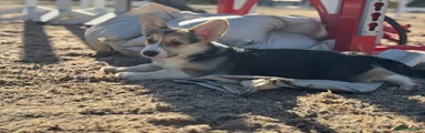 Welsh Corgi Pembroke 1
