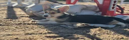 Welsh Corgi Pembroke dogs for sale: PERFECT PEMBROKE PUPPIES - Advert 16
