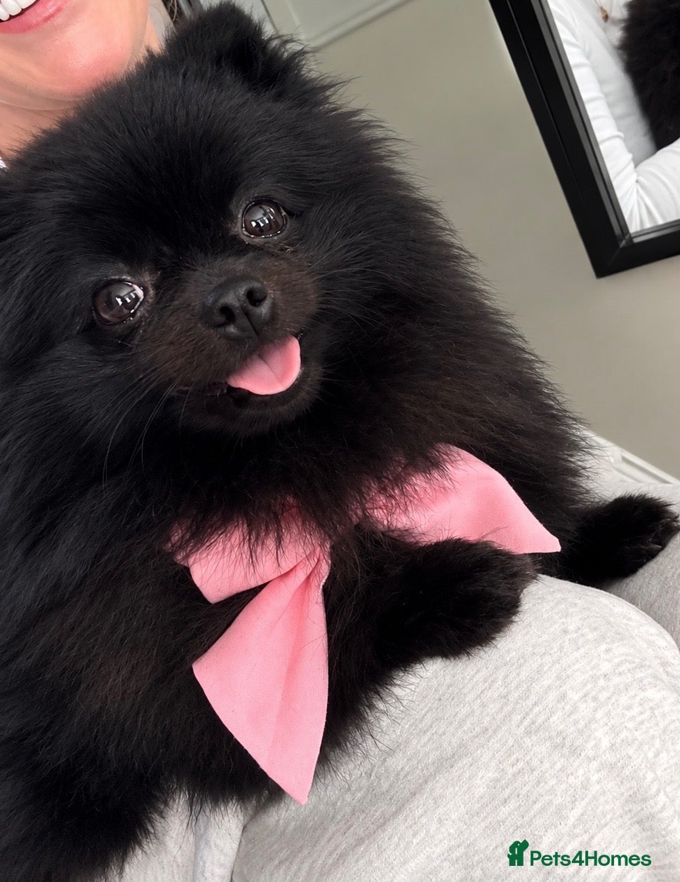 Pomeranian dogs for sale: ❤️🐾Beautiful KC registered Pomeranians - Advert 1