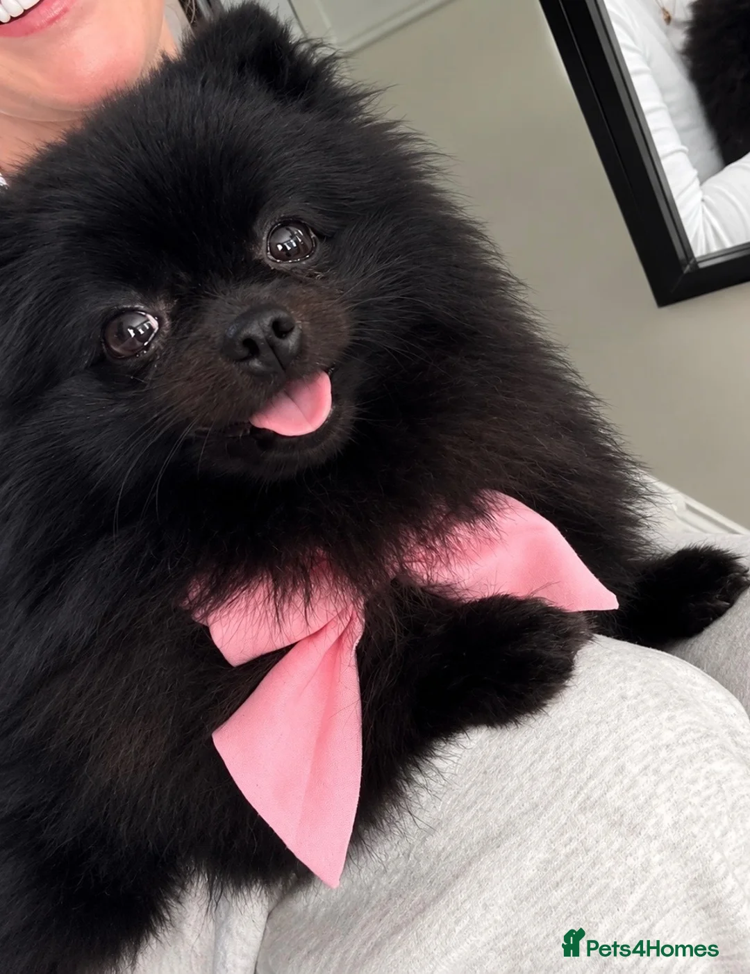 Pomeranian dogs for sale: ❤️🐾Beautiful KC registered Pomeranians - Advert 1