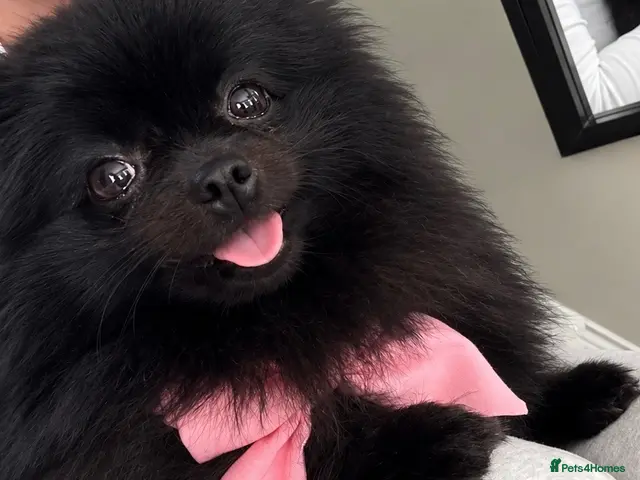 Pomeranian dogs for sale: ❤️🐾Beautiful KC registered Pomeranians - Advert 1