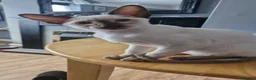 Siamese cats for sale: Exceptional pedigree gccf siamese kittens - Advert 3