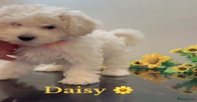 Maltipoo dogs Daisy 🌼 Beautiful White Maltipoo girl ready to go - Advert 10