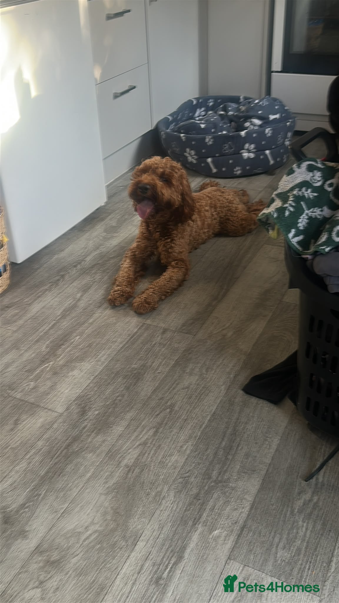 Mixed Breed dogs Loving Dog Looking for His Forever Home 🐾❤️ - Advert 1