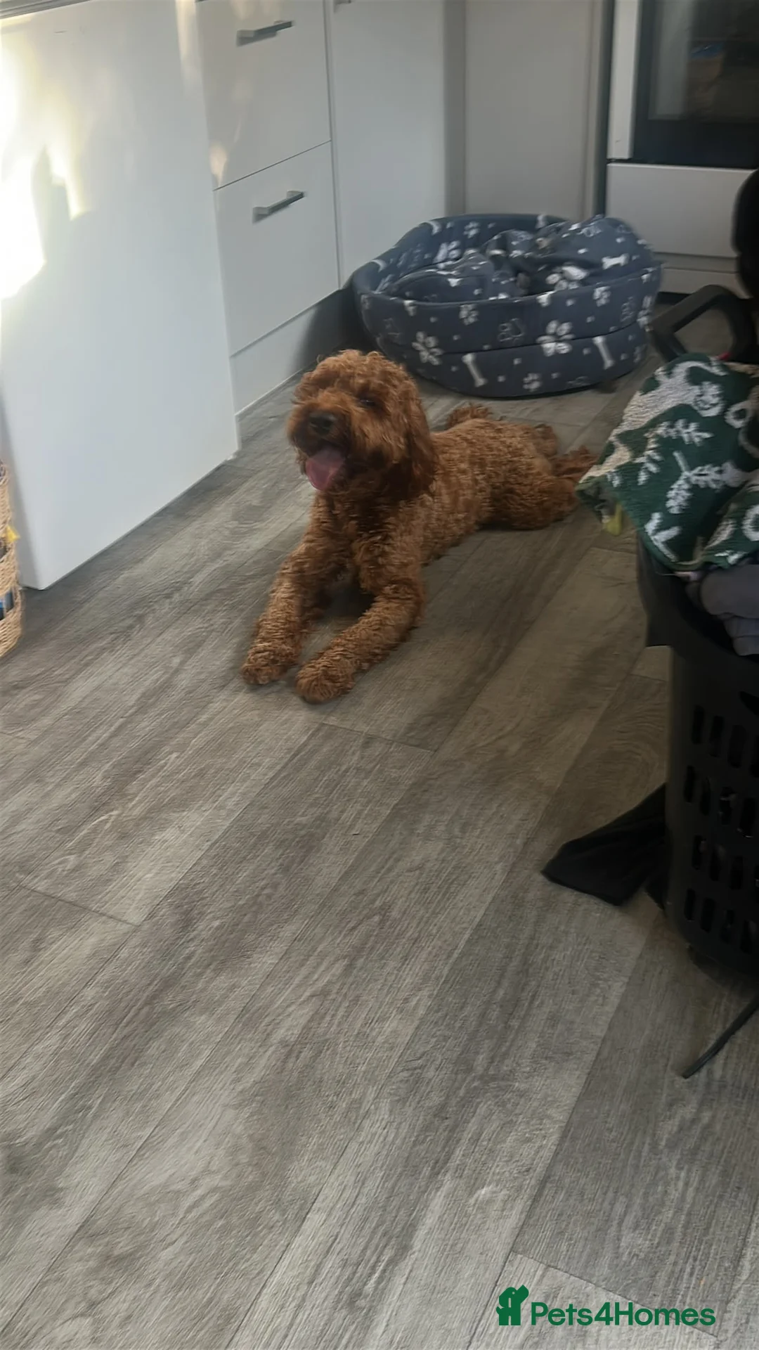 Mixed Breed dogs for sale: Loving Dog Looking for His Forever Home 🐾❤️ - Advert 1