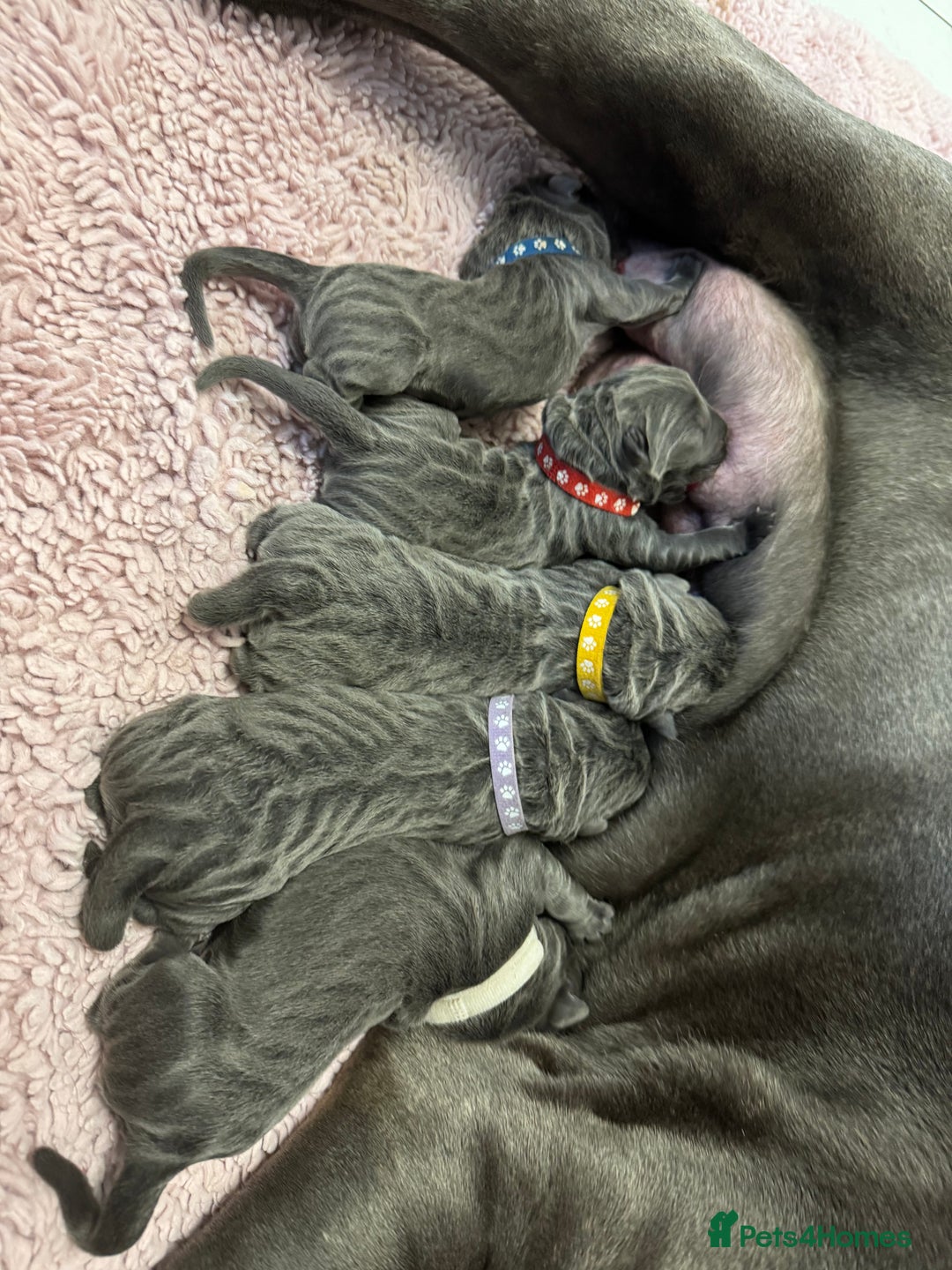 Neapolitan Mastiff dogs for sale: Neapolitan mastiff puppies  - Image 13