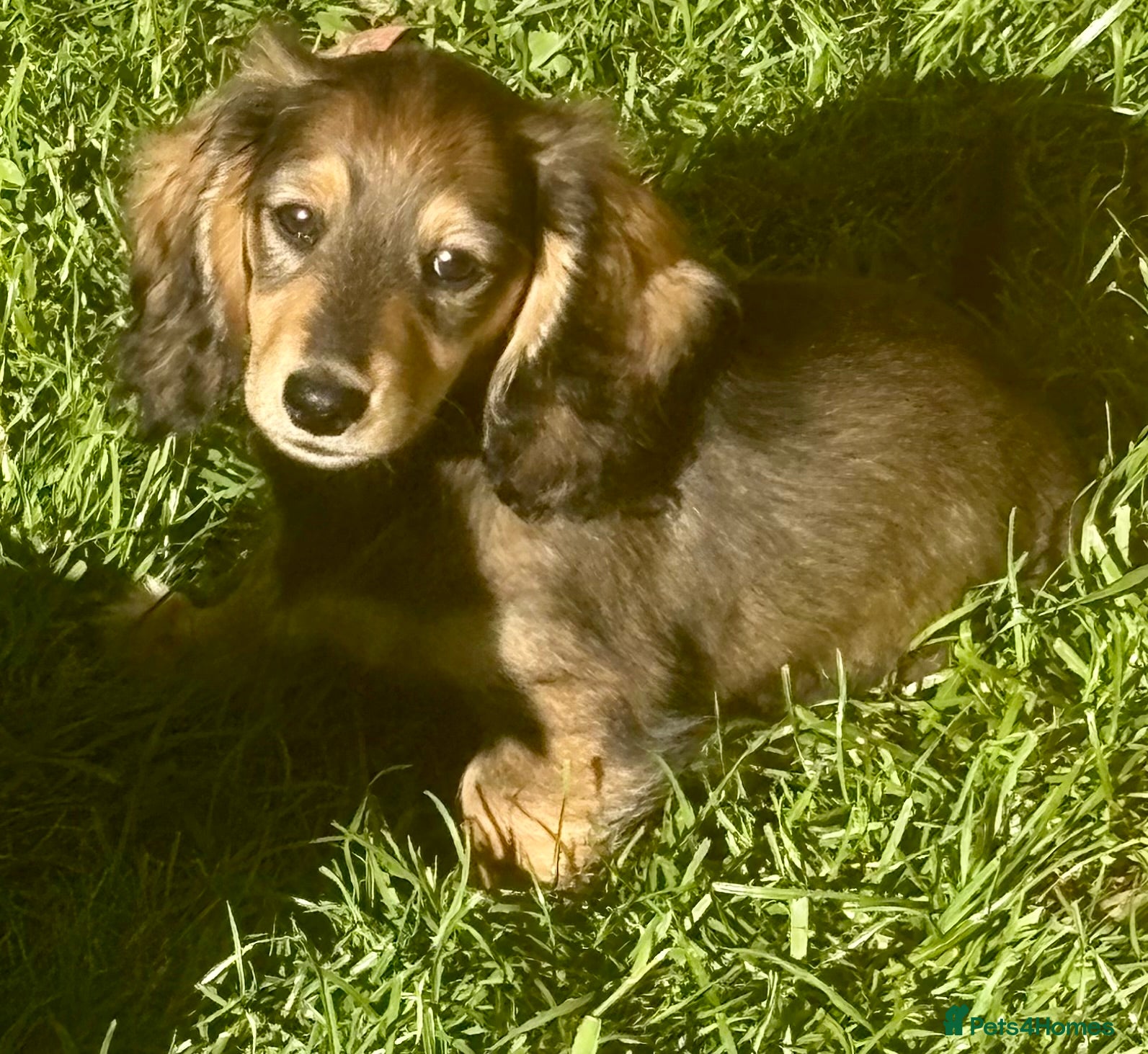 Miniature Dachshund dogs Miniature Longhaired Dachshunds  - Advert 1