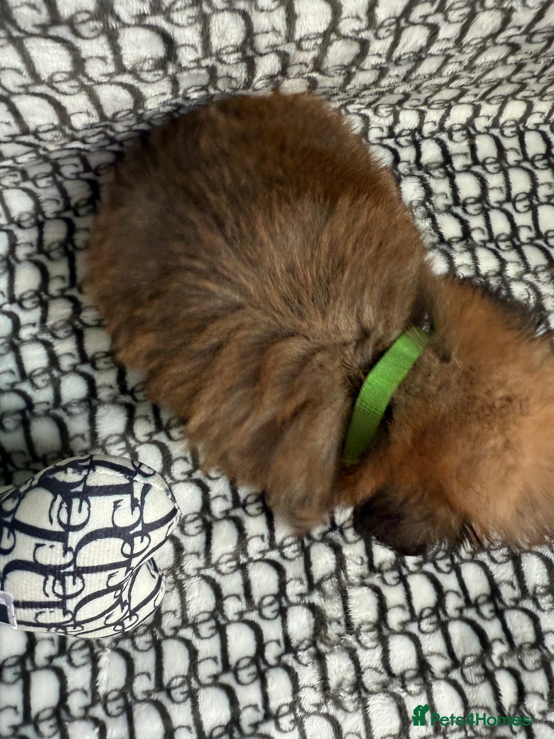 Mixed Breed dogs for sale: RARE  Shipom /pomshi Pomeranian and Shihtzu cross  - Image 5