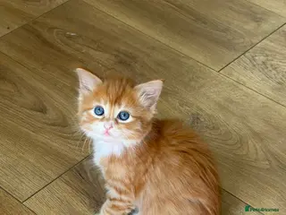 Mixed Breed cats 6 GORGEOUS HALF-RAGDOLL kittens ❤️ - Advert 1