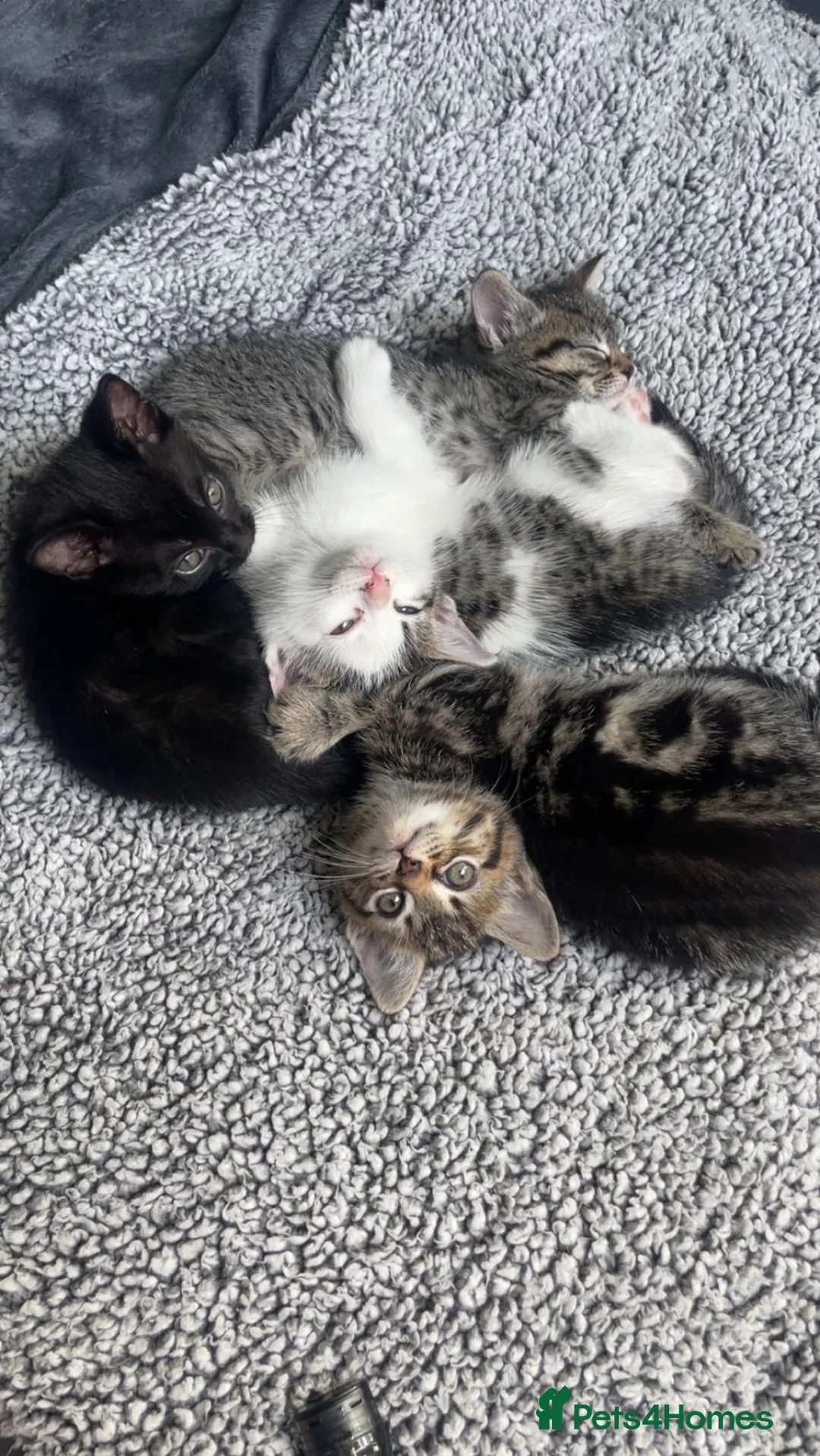 American Shorthair cats for sale: 6 Week Old Kittens! - Advert 10