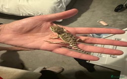 Dragon reptiles for sale: Baby Rankin Dragon - Advert 6