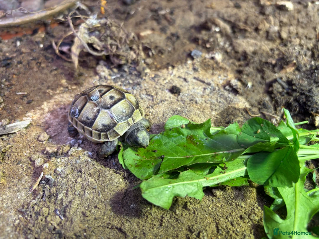 Tortoise reptiles for sale: Baby tortoises for sale - Advert 1