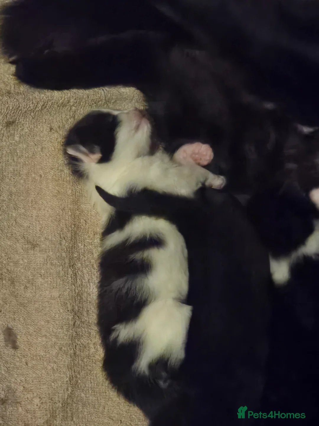 Mixed Breed cats for sale: X2 male kittens - Advert 1