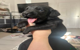 Springador dogs for sale: 3/4 Labrador (Springador x Labrador) Pups for Sale - Image 36