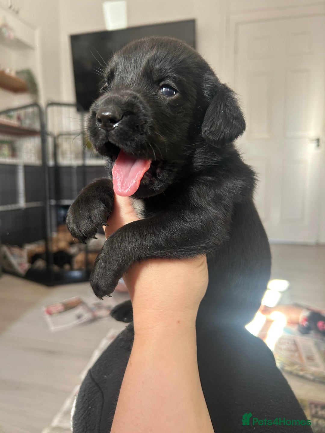 Springador dogs for sale: 3/4 Labrador (Springador x Labrador) Pups for Sale - Image 36
