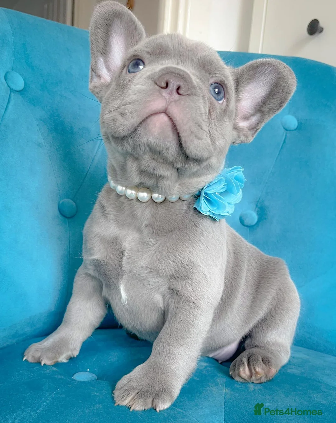 French Bulldog dogs for sale: 🐶BEAUTIFUL PUPPIES🐶 - Advert 2
