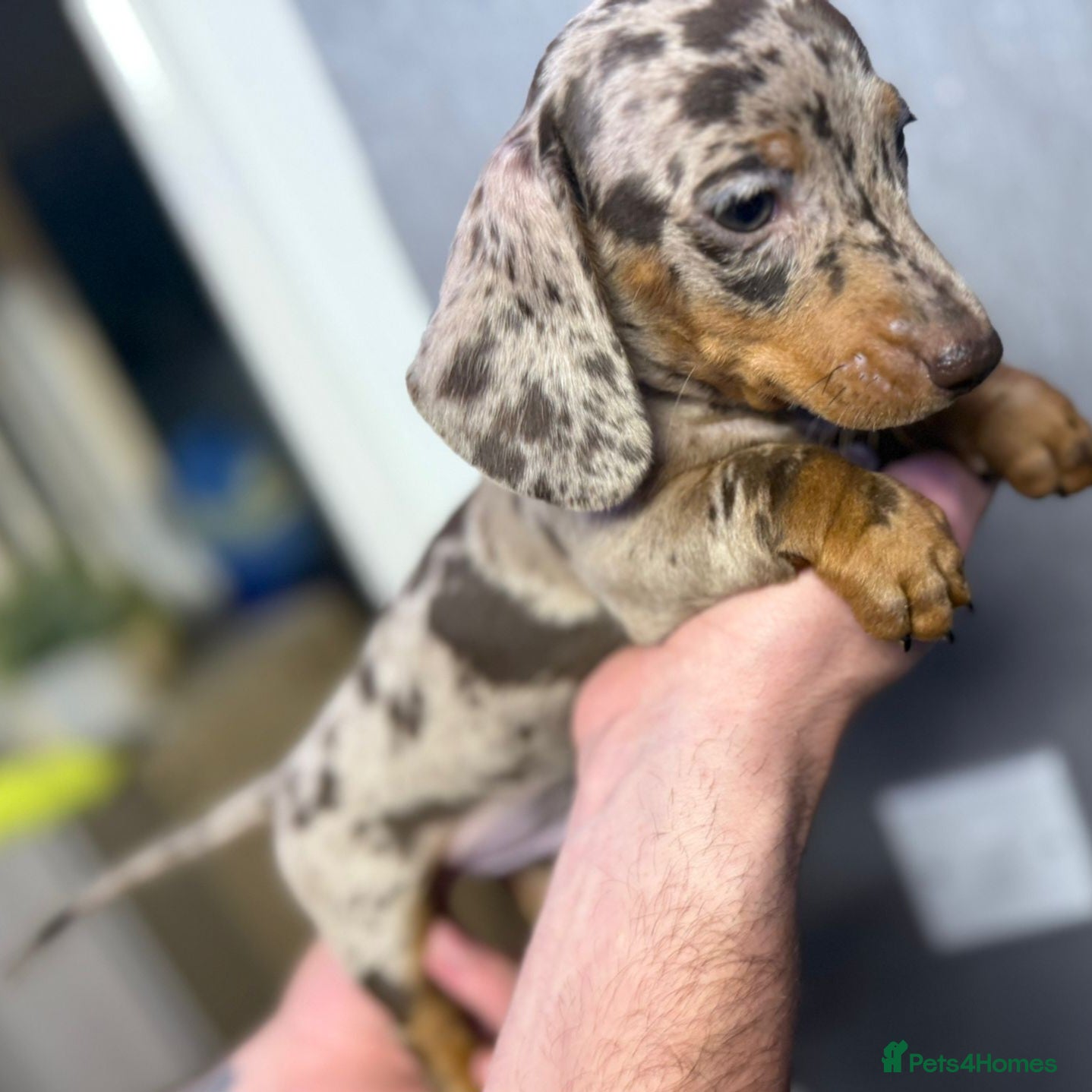 Dachshund dogs Gorgeous Dachshunds READY TO LEAVE TO A 5⭐️ HOME - Advert 4