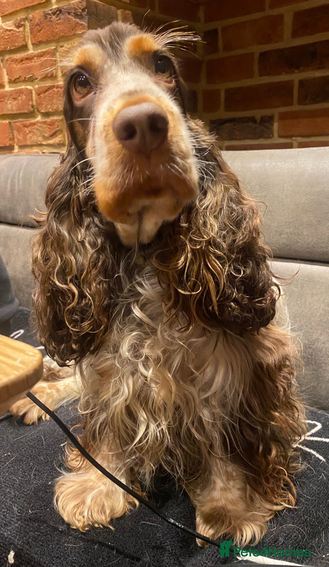 Cocker Spaniel dogs for sale: Chunky KC Cocker Spaniel puppies for sale  - Image 12
