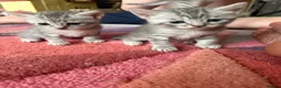 British Shorthair cats for sale: 4 beautiful British shorthair mixes.  - Advert 3