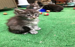 Maine Coon cats for sale: Maincoon kittens ready now  - Image 20