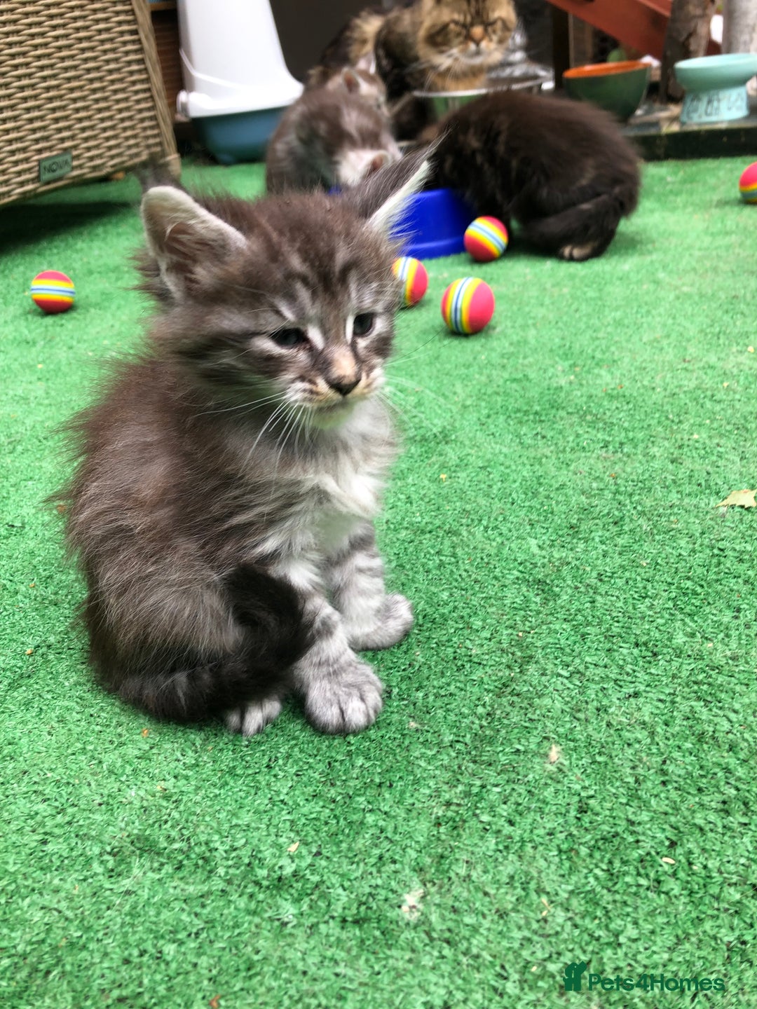 Maine Coon cats for sale: Maincoon kittens ready now  - Image 20