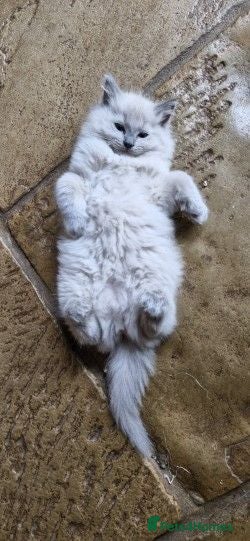 Ragdoll cats Ragdoll kittens awaiting their forever homes - Advert 4