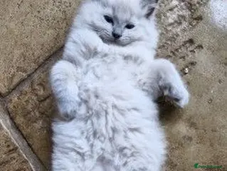 Ragdoll cats Ragdoll kittens awaiting their forever homes - Advert 4