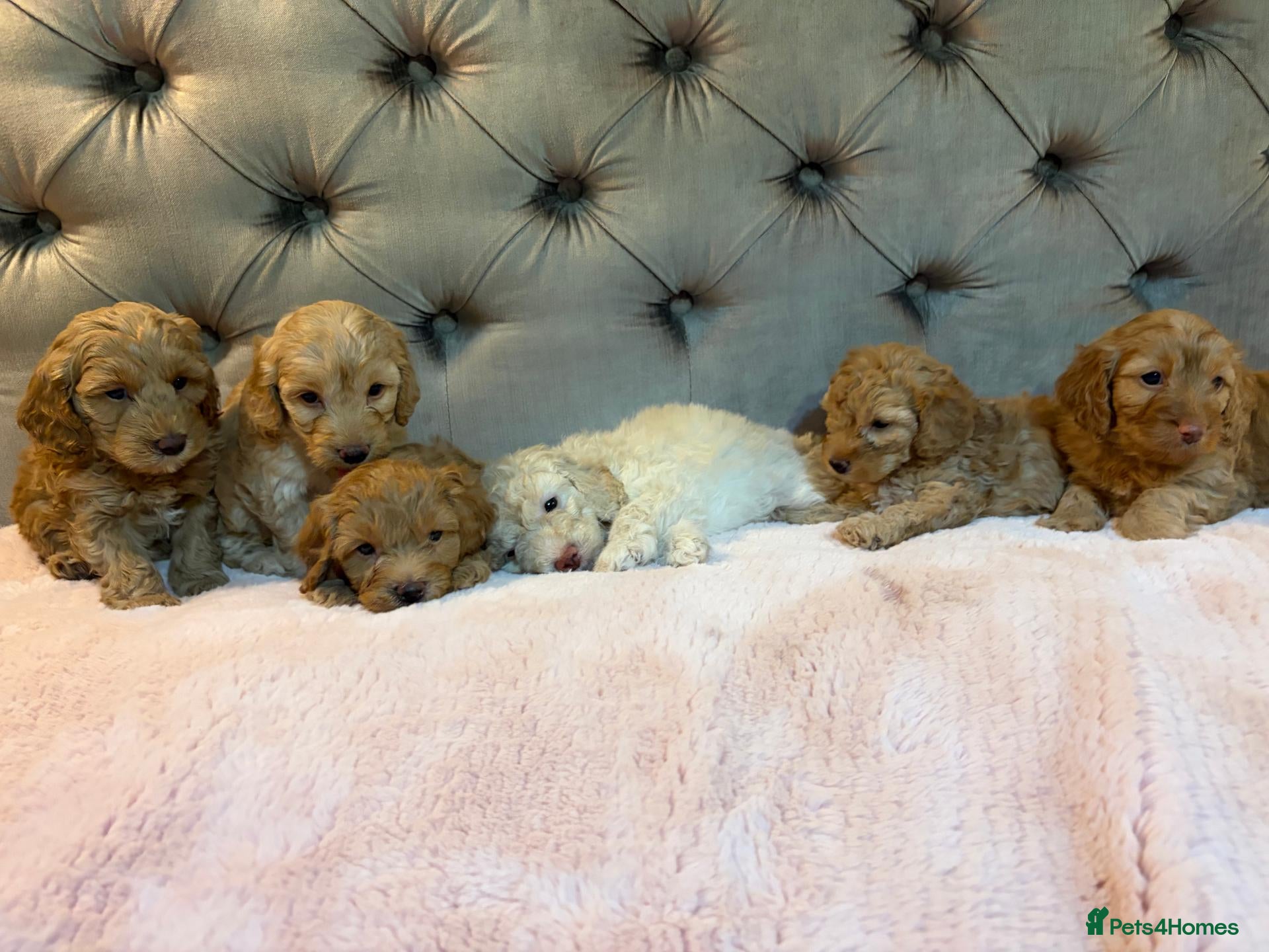 Cockapoo dogs for sale: Adorable Toy Cockapoos (F1b) - Advert 1