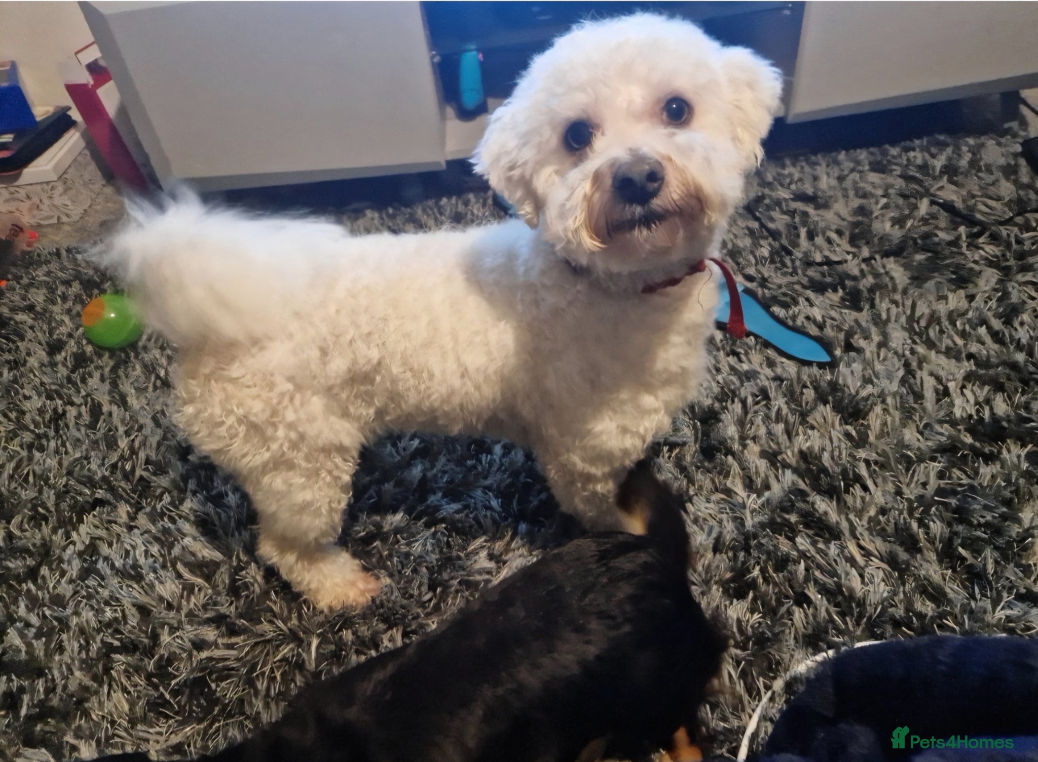 Mixed Breed dogs Teddy is 3 years old - Advert 1