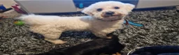 Mixed Breed dogs for sale: Teddy is 3 years old in Witham - Advert 1