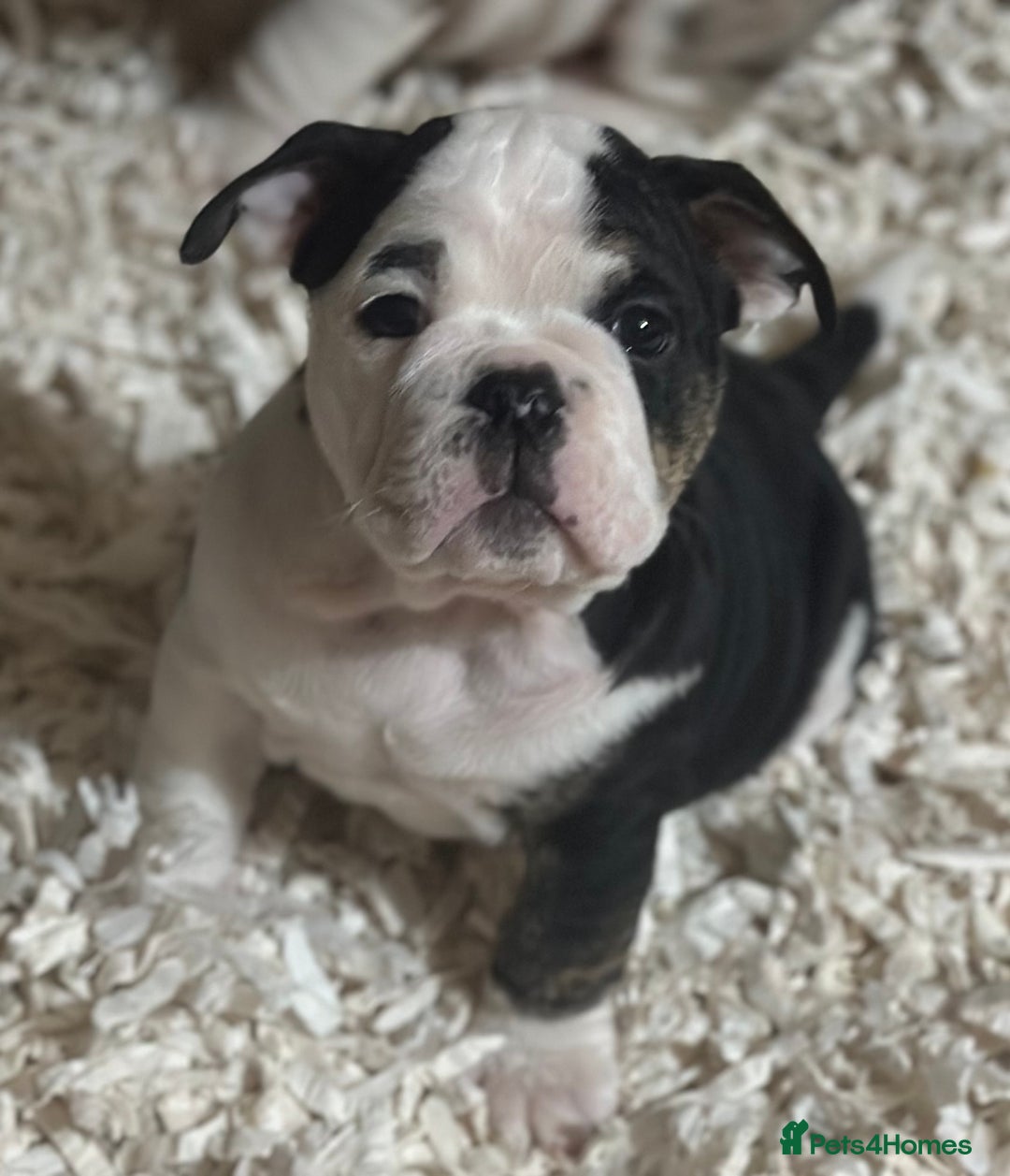 English Bulldog dogs for sale: 🌟Ready Now!🌟 - Advert 9