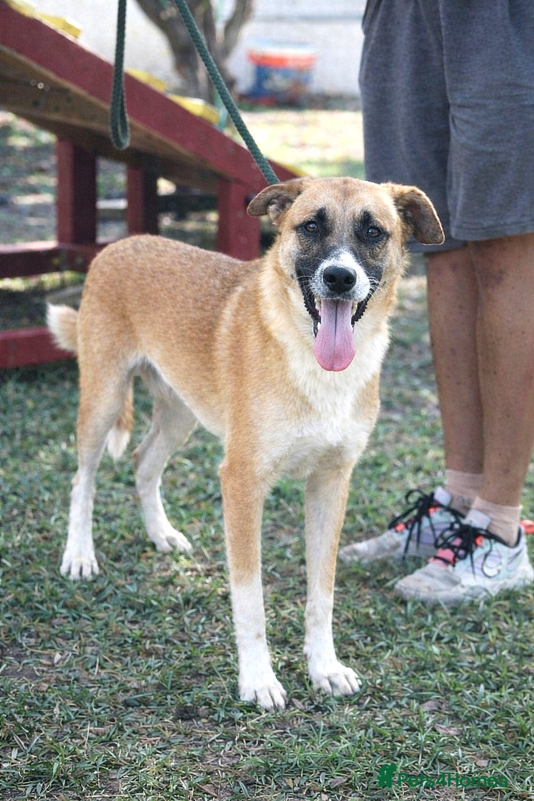 Mixed Breed dogs for adoption: 🐾 Cody – a gentle soul with a heart of gold 🐾 - Advert 1