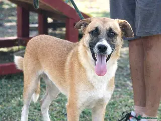 Mixed Breed dogs 🐾 Cody – a gentle soul with a heart of gold 🐾 - Advert 9