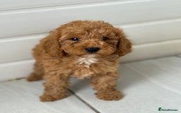 Maltipoo dogs for sale: Quality Korean maltipoos - Image 13