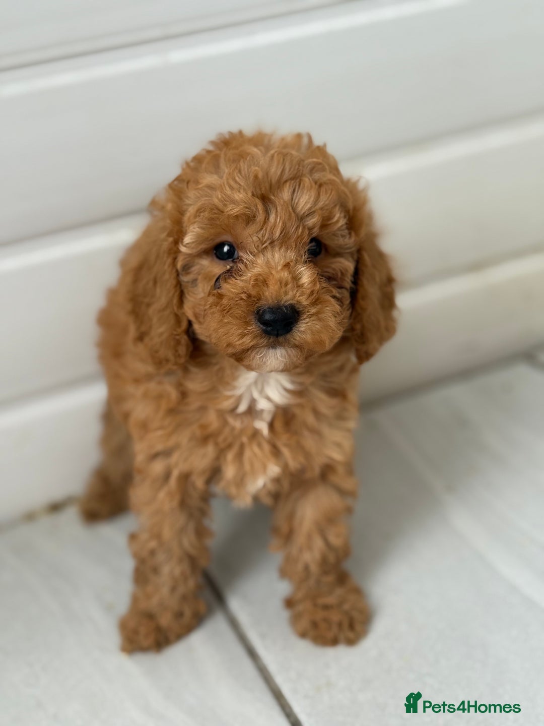 Maltipoo dogs for sale: Quality Korean maltipoos - Image 13