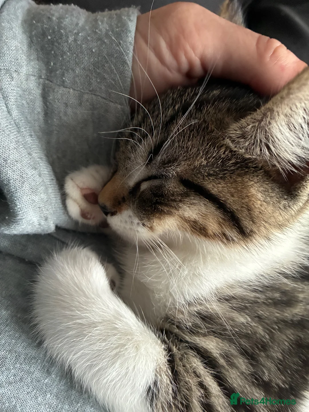 Domestic Shorthair cats for sale: Kitten looking for an extra special home - Advert 8