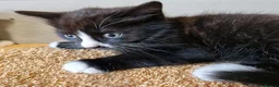 Mixed Breed cats for sale: Tobi and Poppy are looking for a new home - Advert 12