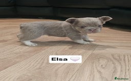 French Bulldog dogs for sale: French bulldog pups - Image 15