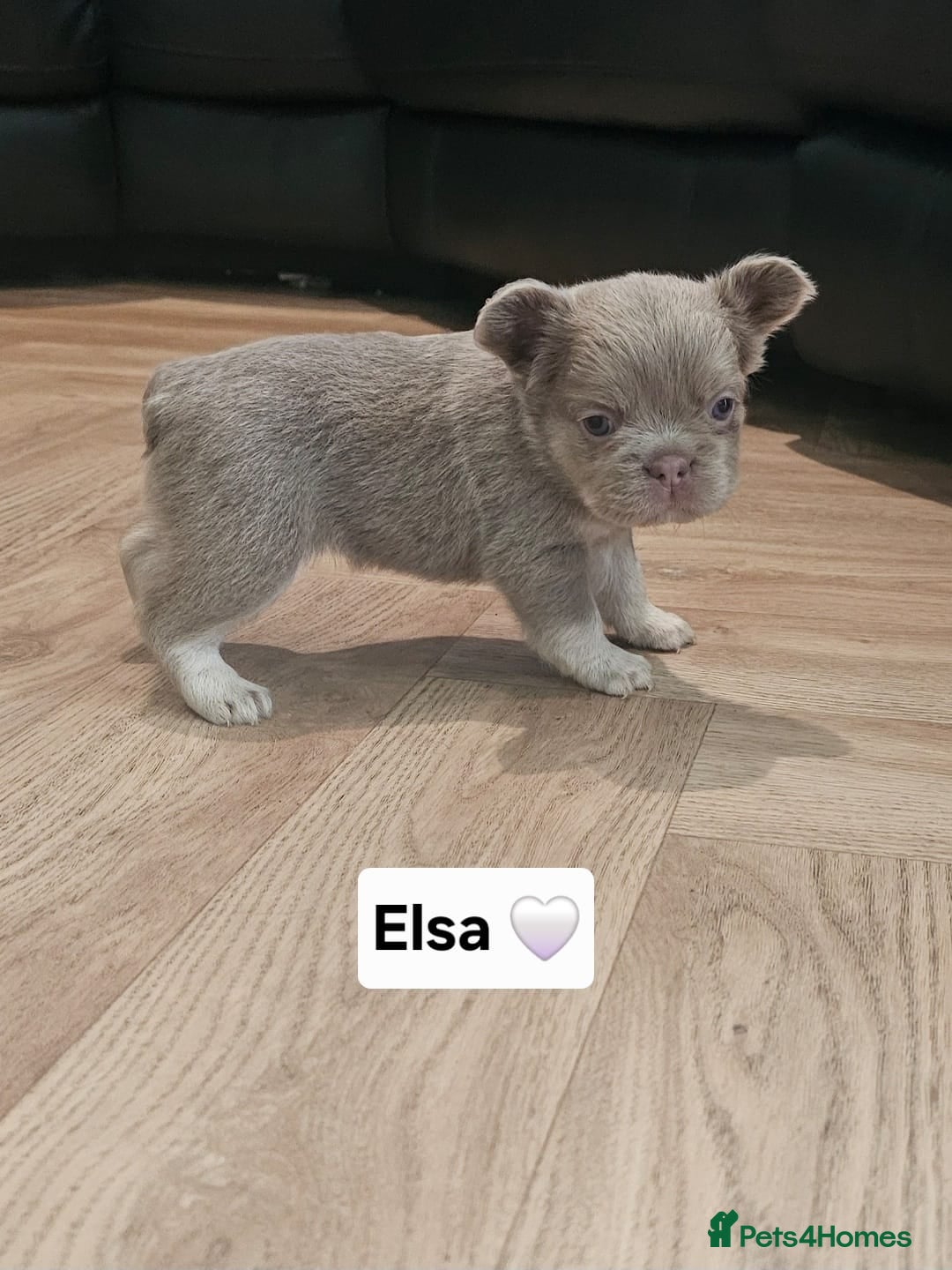 French Bulldog dogs for sale: French bulldog pups - Image 15