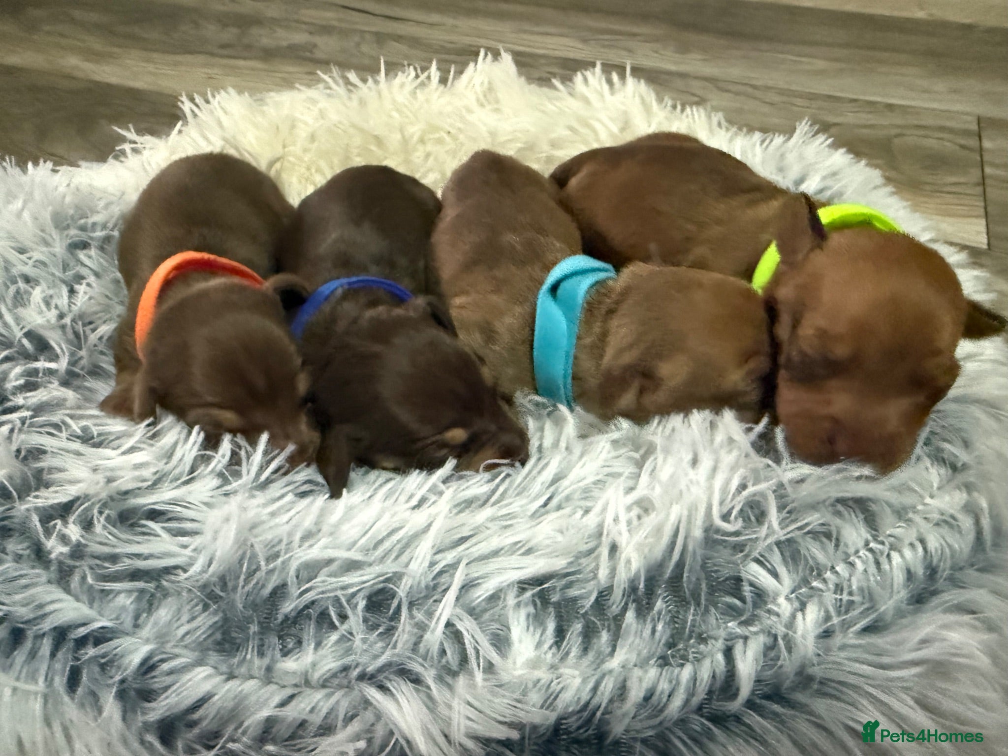Miniature Dachshund dogs 4 beautiful boys available  - Advert 2