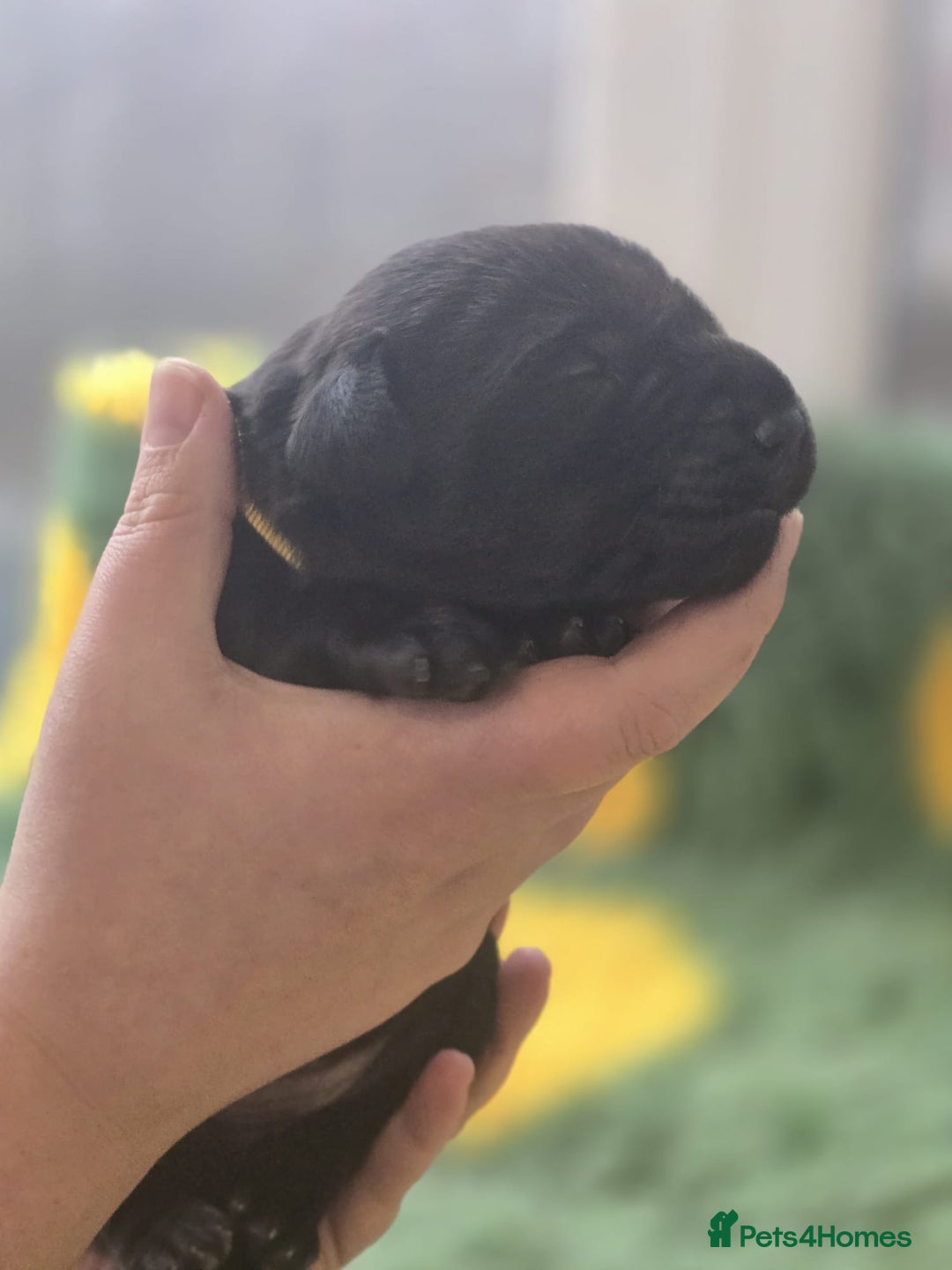 Labrador Retriever dogs for sale: KC Registered Labrador Puppies. - Advert 15