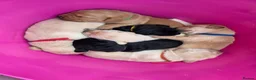 Labrador Retriever dogs for sale: Beautiful labrador puppies  - Advert 10