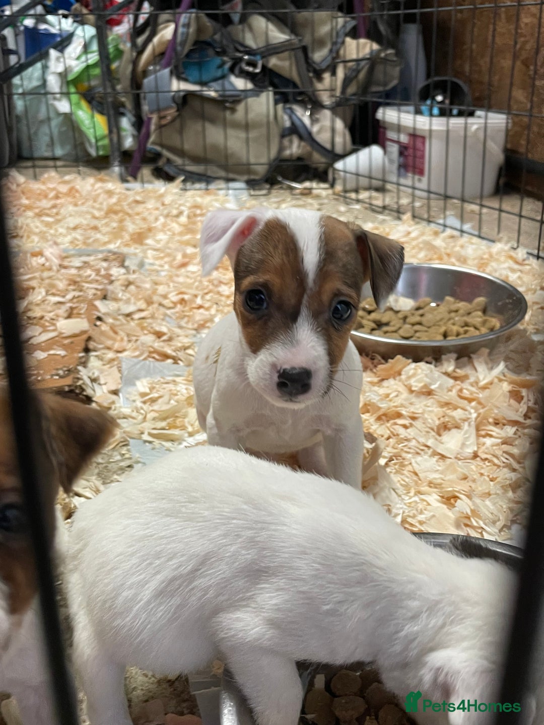 Jack Russell dogs for sale: 5 lovely Jack Russell puppies  - Advert 4