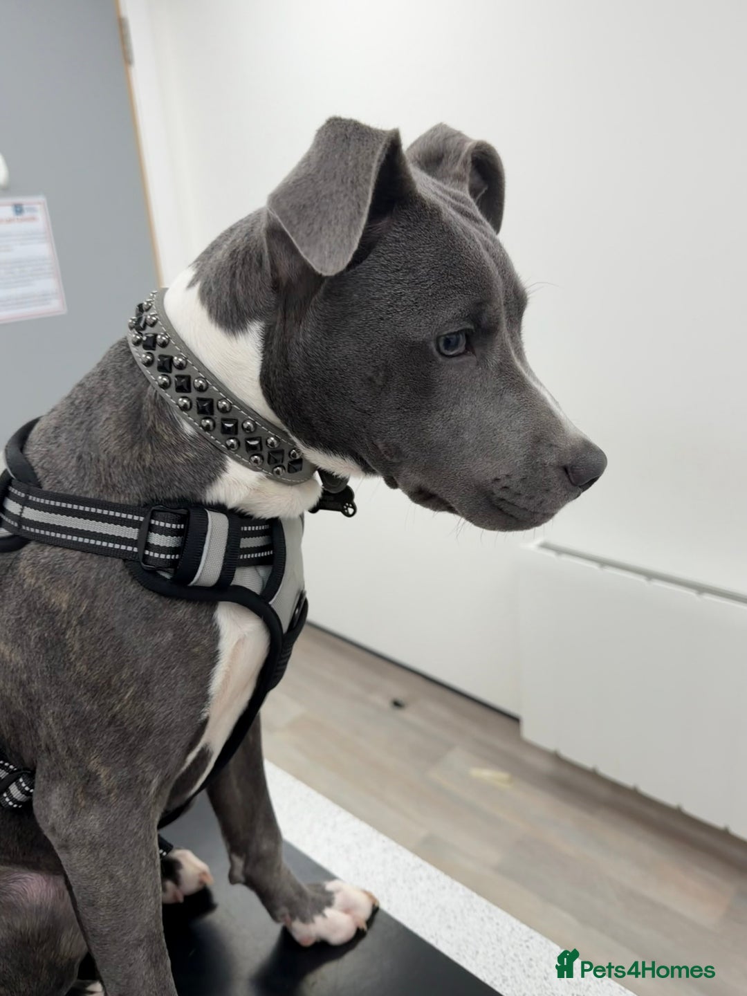 Mixed Breed dogs for sale: 24 week old staff x corso  - Advert 1